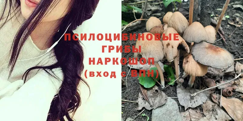 Галлюциногенные грибы Psilocybe  наркота  Карпинск 