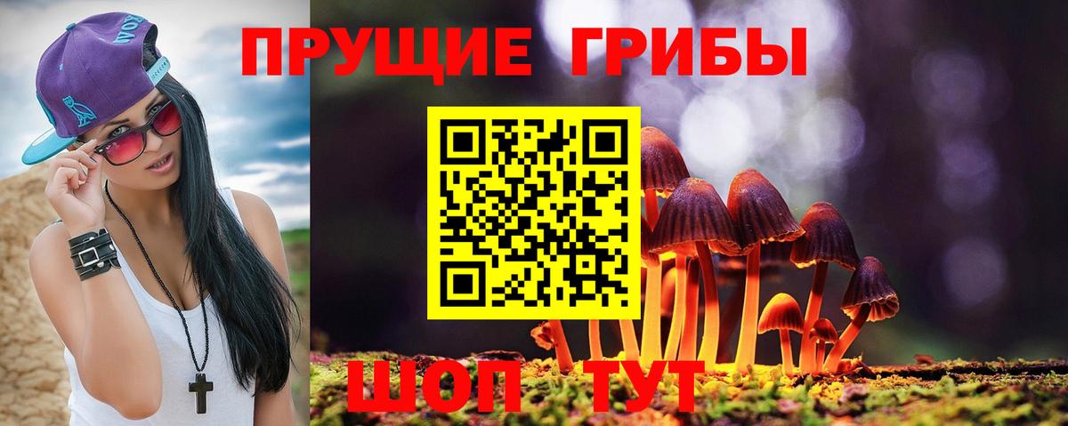 Псилоцибиновые грибы Psilocybe Карпинск